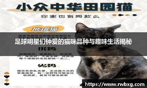 足球明星们钟爱的猫咪品种与趣味生活揭秘